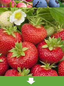 Todas las plantas frutales