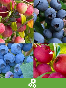 Colecciones de Frutas