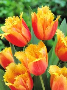 Tulipanes con flecos