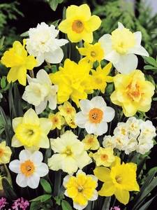 Narcisos Mixtos