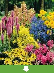 Todas las Plantas Perennes