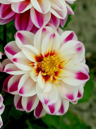 Otras Dahlia's