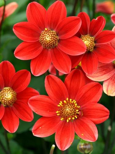 Dalia de una sola flor