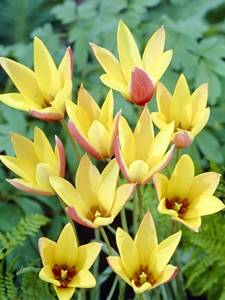 Tulipanes Botánicos