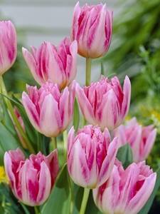 Peonías Tulipanes Florecientes