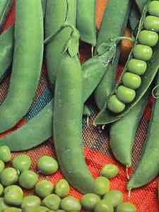 Semillas de vegetales