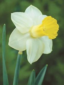 Narcisos cyclamineus