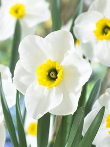 Narcisos pequeños de corona