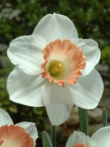 Narcisos de Trompeta