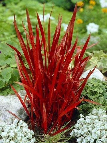 Otras Hierbas Ornamentales