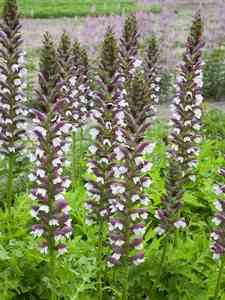 Acanthus