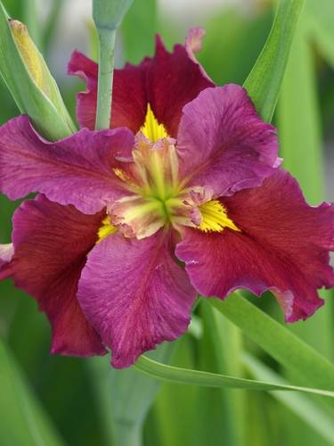 Iris de Luisiana