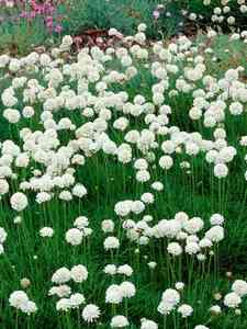 Armeria