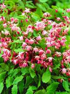 Epimedium