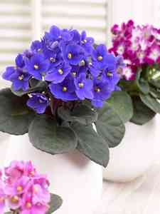 Violeta del Cabo - Saintpaulia