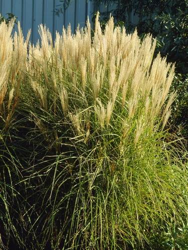 Miscanthus - Prachtriet