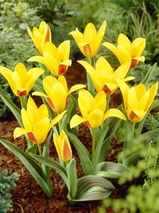 Tulipanes Kaufmanniana