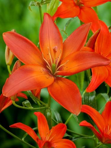 Lirios Libres de Polen