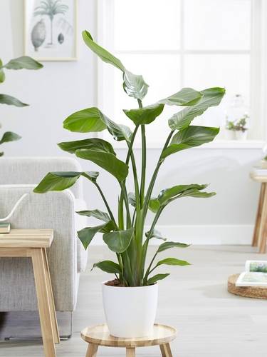 Plantas de Ave del Paraíso