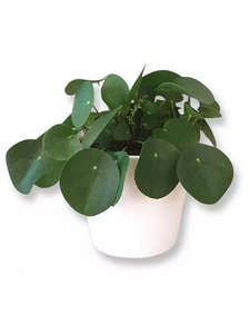 Pannenkoekenplant - Peperomia