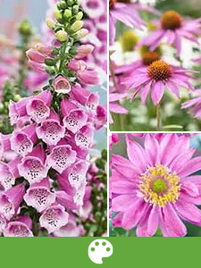 Plantas Perennes por Color