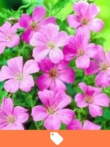 Ofertas de Plantas Perennes