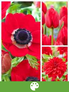 Bulbos de Flores por Color