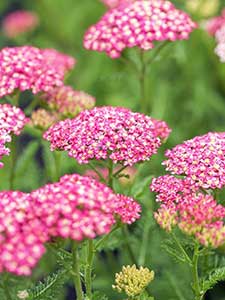 Achillea