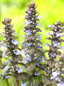 Ajuga