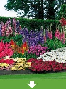 Todas las plantas de jardín