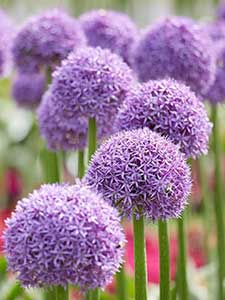 Bulbos de Allium