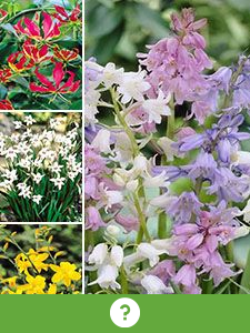 Otros bulbos de flores