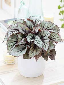 Begonias - Plantas de Interior