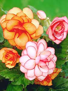 Bulbos de Begonias
