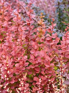 Berberis