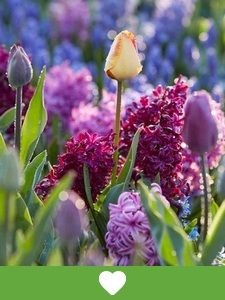 Bulbos de flores populares