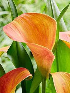Zantedeschia