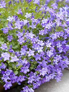 Campanula - Campanilla