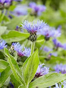 Centaurea