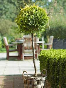 Coníferas en estandar