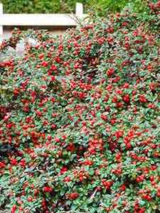 Cotoneaster - Arbusto Enano
