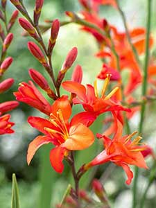 Bulbos de Crocosmia