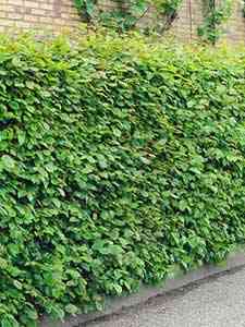 Setos de Hoja Caduca