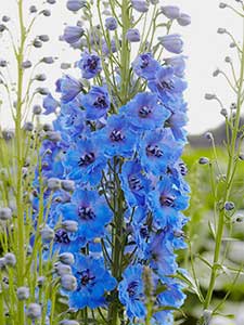Delphinium