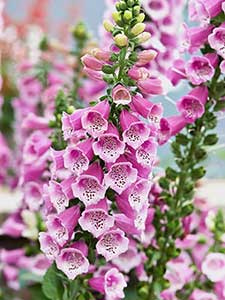 Digitalis - dedalera