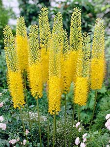 Bulbos de Eremurus