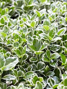 Laureles de invierno