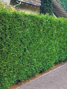 Setos de Crecimiento Rápido