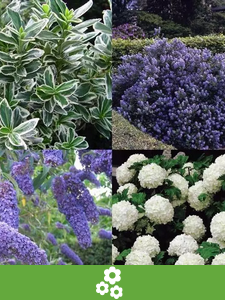 Colecciones de Plantas