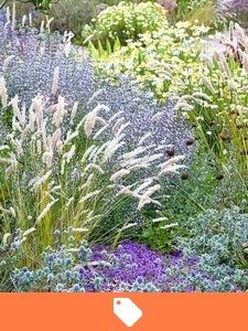 Ofertas de plantas de jardín